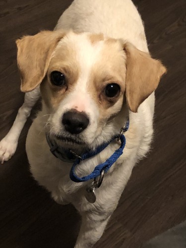 だいぶ人になれて、表情に自信が出てきたChia