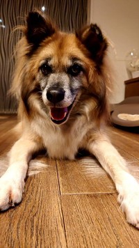 滋賀県動物愛護推進員の松若菊美さんが8年ほど前に保護管理センターから出した染五郎くん（提供写真）