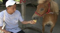洪水で流され屋根の上で生存…「奇跡のポニー」救った学生に感謝状　倉敷市