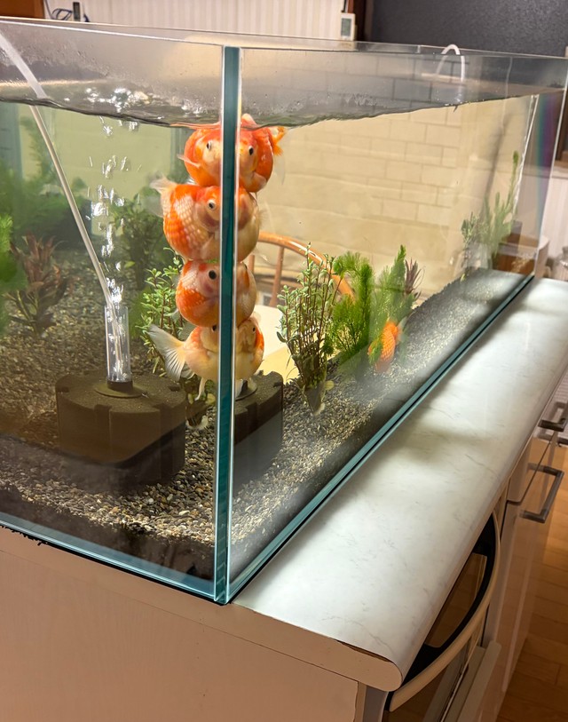 ぎゅうぎゅう（画像提供：鼓太郎さん）