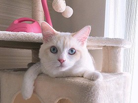 ラグドール「ルカ」　突然の音にびっくり。水色の目がまんまるに