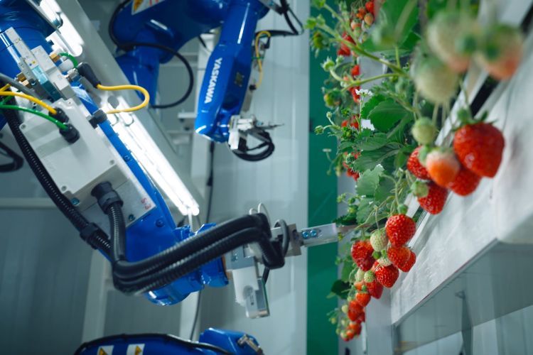 Oishii Farmの植物工場。産業用ロボットやAI（人工知能）を駆使して栽培されている