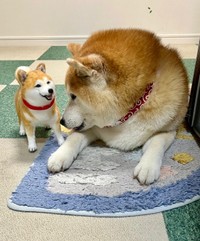 そっくり！ 柴犬のぬいぐるみを見つめるまるちゃん（画像提供：祥&柴犬のまるちゃんさん）