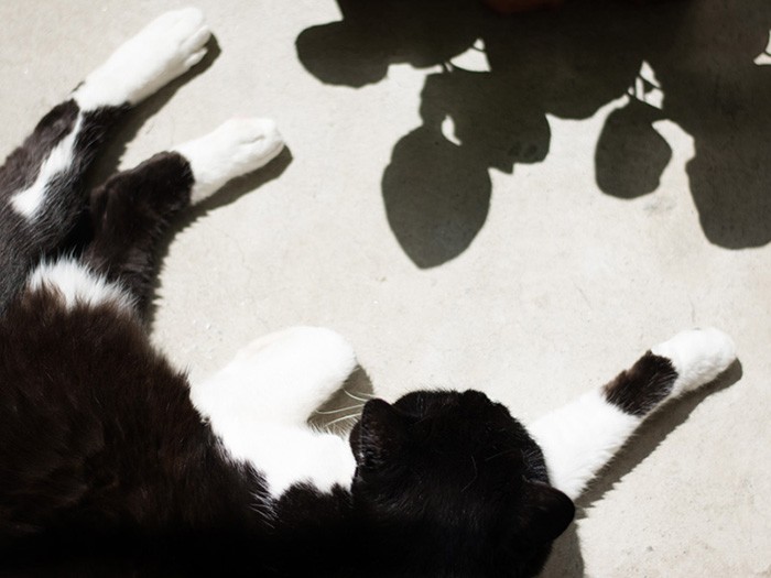「鼻がムズムズする、花粉が飛んでるみたいだな」（小林写函撮影）