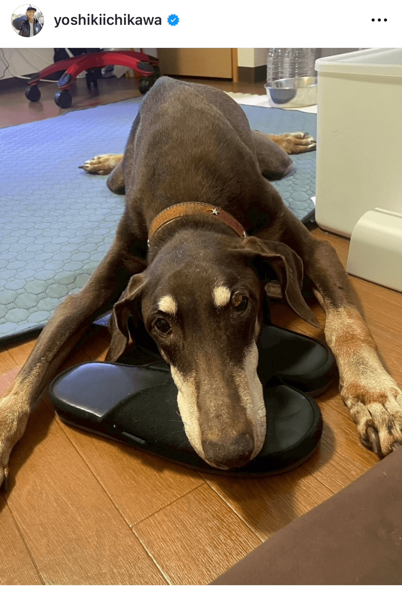 市川欣希 (@yoshikiichikawa)さんのインスタグラムより