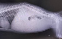 背骨が折れ、脊髄も損傷。いつ呼吸が止まってもおかしくない状態でした（画像提供：tetomocomocoさん）