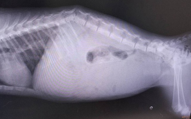 背骨が折れ、脊髄も損傷。いつ呼吸が止まってもおかしくない状態でした（画像提供：tetomocomocoさん）
