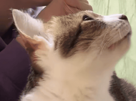 異変に気付き、急にキョロキョロする猫ちゃん（画像提供：しぶけんさん）※画像はトリミングしています