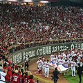 広島カープの「物語」　一人で、みんなで、祭りを祝う