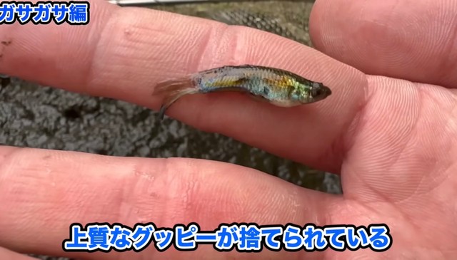 上質なグッピーがたくさん捨てられていた／あらかわさん（@Arakawa455）提供