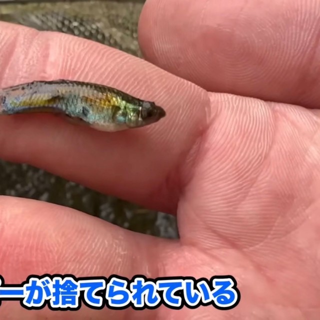 上質なグッピーがたくさん捨てられていた／あらかわさん（@Arakawa455）提供