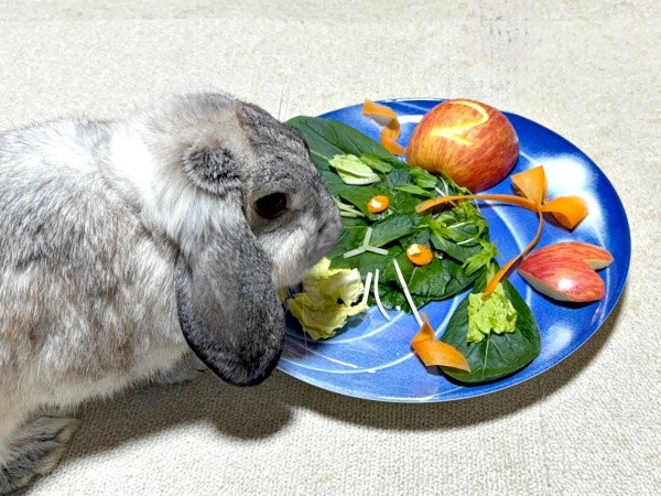 12月10日は2歳のお誕生日！ お祝いプレートを食べる桃子丸ちゃん（画像提供：ちくわMark2さん）