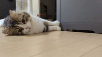 ゴミ箱の下に猫じゃらしを入れちゃったって？がっかり･･･だね