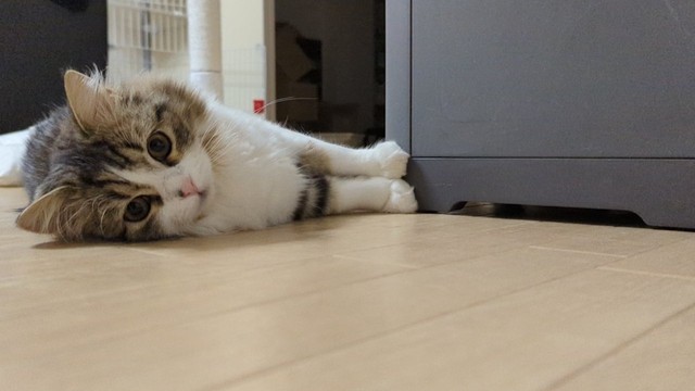 ゴミ箱の下に猫じゃらしを入れちゃったって？がっかり･･･だね