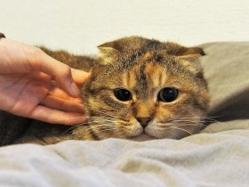 飼い主が倒れて数日後に発見された猫たち　「生き直し」でそれぞれ幸せな再出発