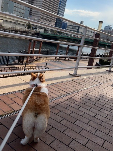 おとなしい性格のぶりは、散歩の時に他の犬と出会ってもあまり興味を示さない（Yさん提供）