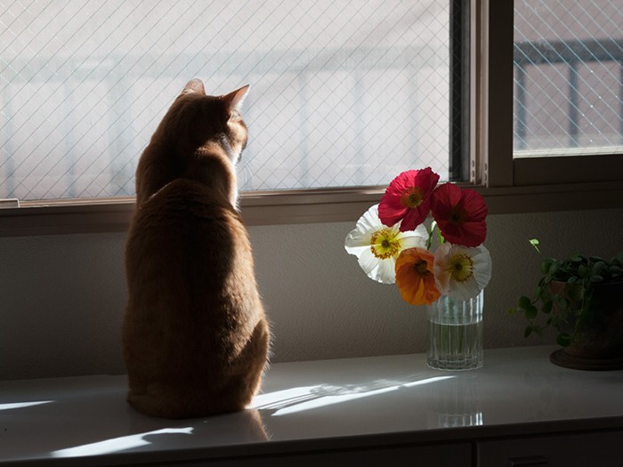 「僕も茶白はやめて赤白にしようかな」（小林写函撮影）