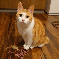 遊ぼうよのアピール