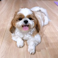 にっこり笑顔がキュートなぽこちゃん（画像提供：ぽこさん）