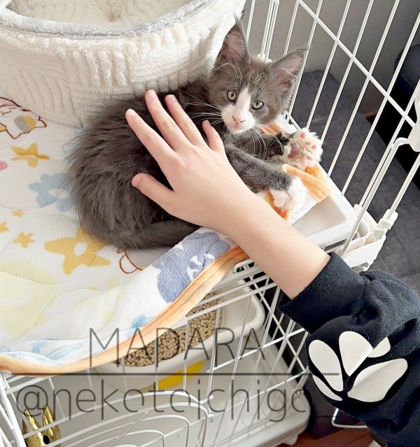 2024年1月13日、おうちに迎えられたころの小さなマダラくん（画像提供：なおさん）