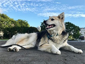 今日も暑いね　ミックス犬「マカ」、公園でホッとひと休み