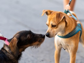飼い主が気をつけよう　犬のお散歩マナー［周囲への気配り・あいさつ編］
