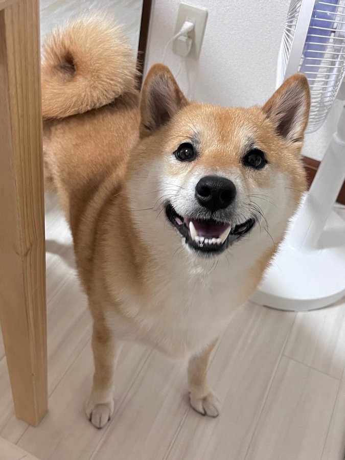 柴犬「オレはやったぜ！」ペット用カートに箱乗り、ドヤ顔の理由とは