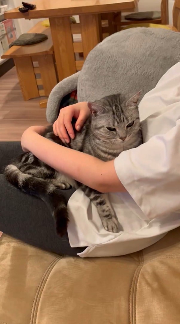 ママさんに撫でてもらっていると眠気がやって来て…（動画よりキャプチャ、画像提供：あんこともなか 充電ねこさん）