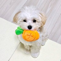 ぽてぽて…愛らしい走り方で人気を集めたぽてとくん（画像提供：マルプーのぽてとさん）