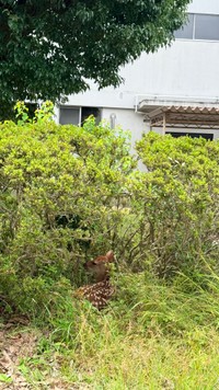中庭の茂みで休憩中（画像提供：奈良県立大学）