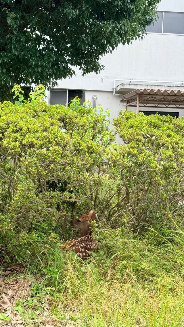 中庭の茂みで休憩中（画像提供：奈良県立大学）
