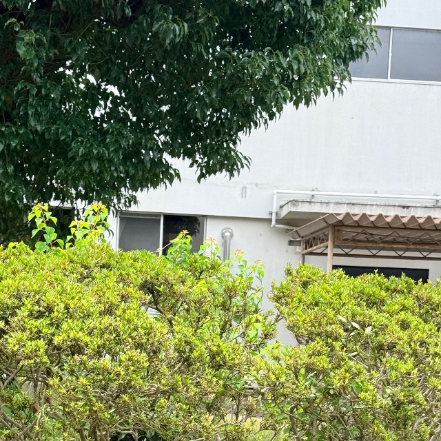 中庭の茂みで休憩中（画像提供：奈良県立大学）