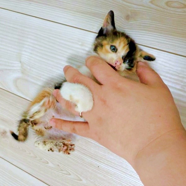 子猫時代、飼い主さんに撫でられるおこげちゃん（画像提供：カワラさん）