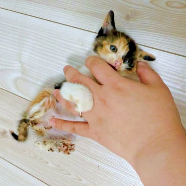 子猫時代、飼い主さんに撫でられるおこげちゃん（画像提供：カワラさん）