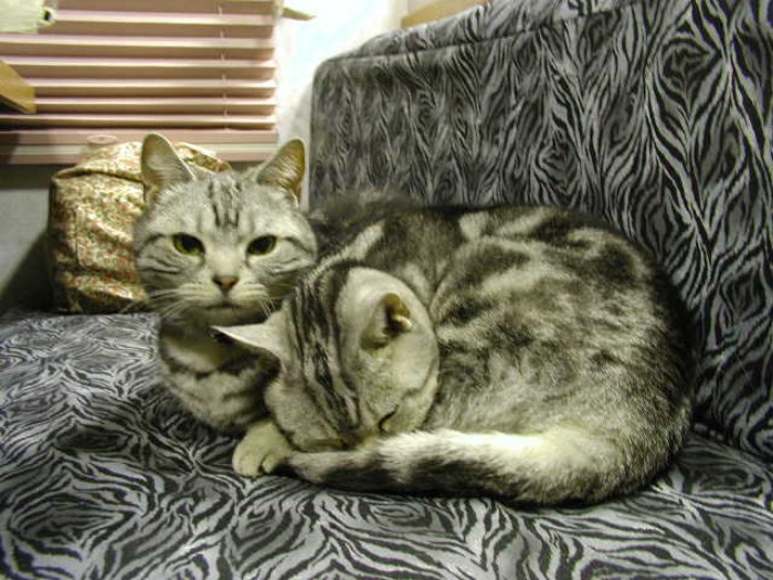 大事な妹、ココにいつも寄り添っていたクリス。晩年、ココが入院を繰り返した時は、帰宅するたびに玄関に出迎え、その夜は抱きしめて離しませんでした