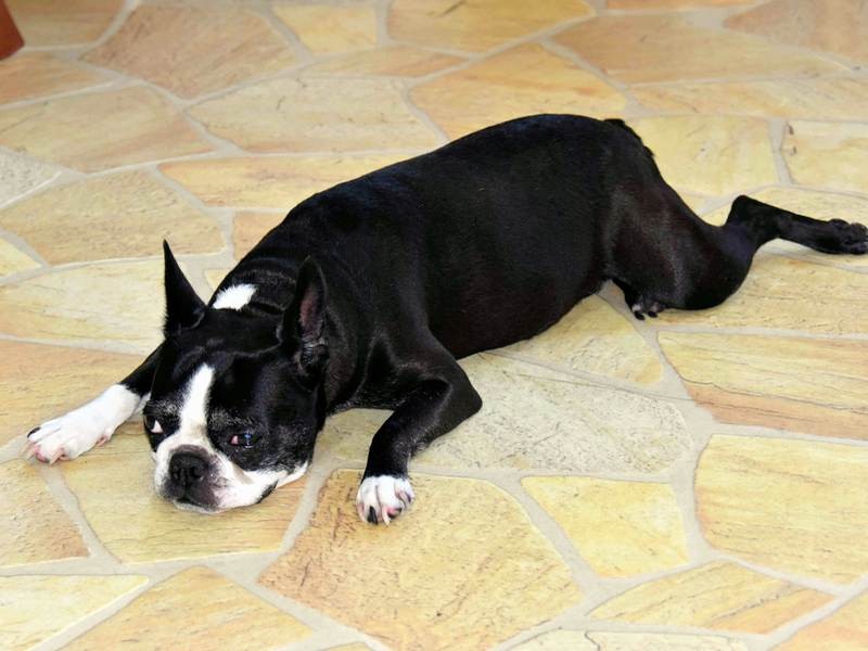 砂浜のペットボトルを拾う「いくら」