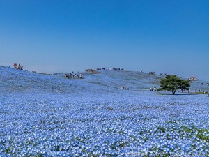 シェアしたくなる青の景色　全国に広がる、ネモフィラ絶景スポット