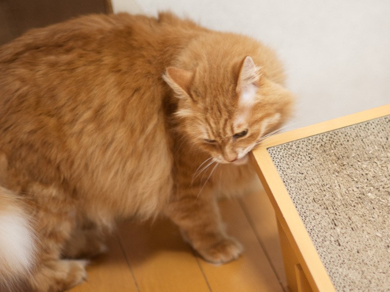 「これ、私の爪研ぎ」（小林写函撮影）