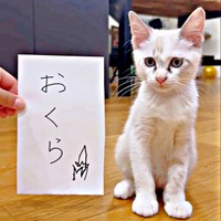 お迎えしたころ、小さかったおくらちゃん（画像提供：soranohiさん）