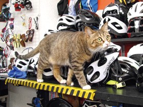 自転車店の看板猫「うみ」　道ばたで震えていた子猫だった