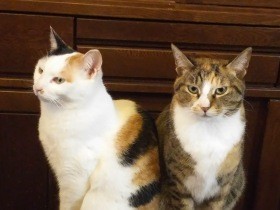 緊急保護してわが家の子になった子猫　まさかの妊娠！？