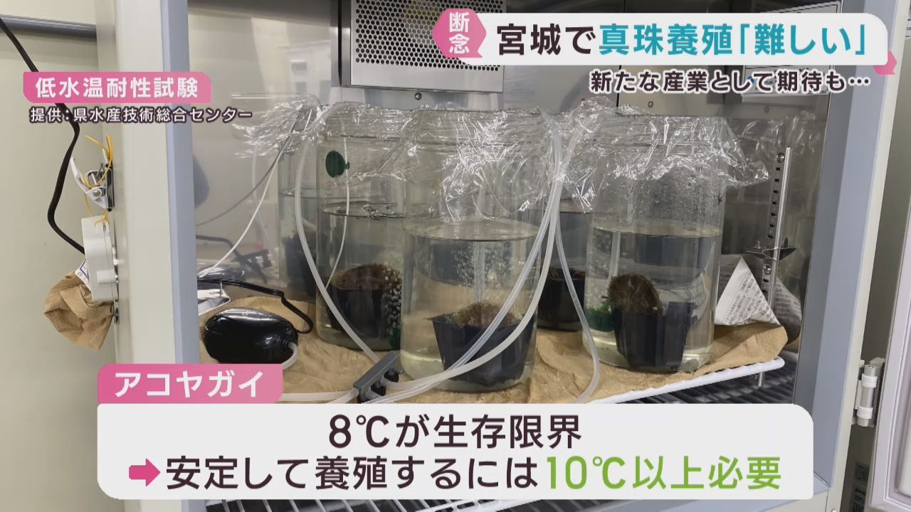 海水温が平年並みに→アコヤガイの越冬厳しく　宮城県が目指した真珠養殖が困難に　