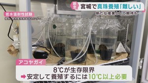 海水温が平年並みに→アコヤガイの越冬厳しく　宮城県が目指した真珠養殖が困難に　