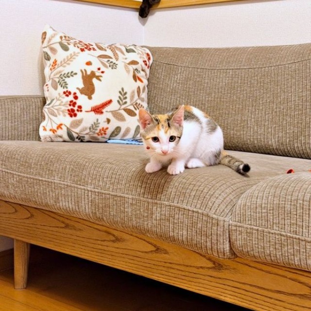 お迎え後、ソファでくつろぐみりんちゃん（画像提供：ユーヤンさん）