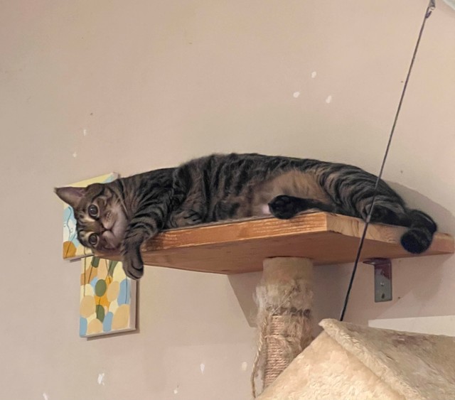 寝姿も可愛い（画像提供：宗方脩さん）
