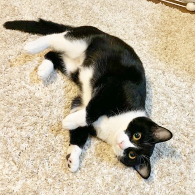 ゴロンと寝そべるはっちゃん（画像提供：hachi_quuさん）