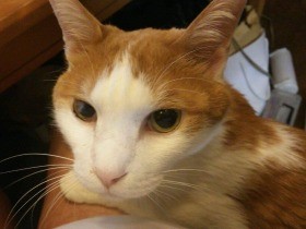 橋の上にいたフラフラの子猫、魚にも気づけず　梵天丸との出会い