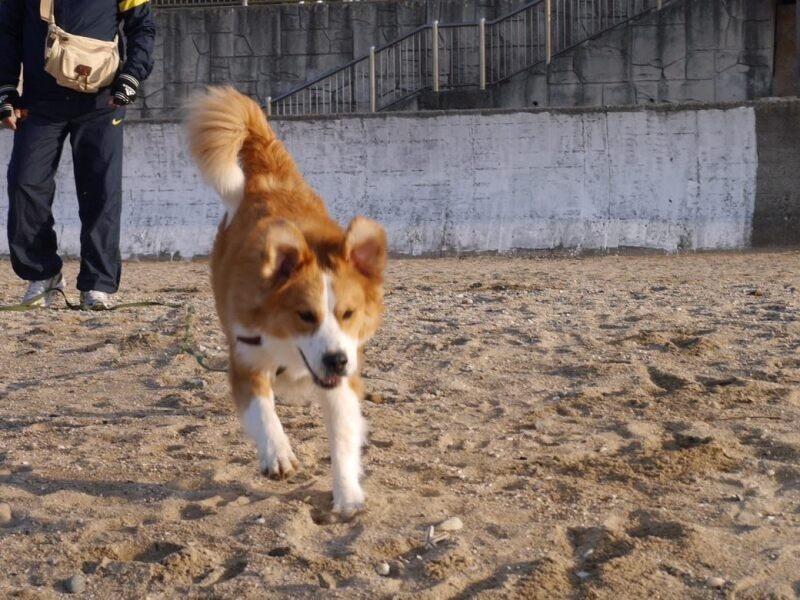 家にきたころの「八七（やひち）」