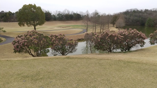 名も知らぬ花がどこか日本離れした風情を…
