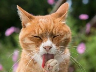 原発事故の被災地に残された老猫「マメ」　都心で安らかに暮らす